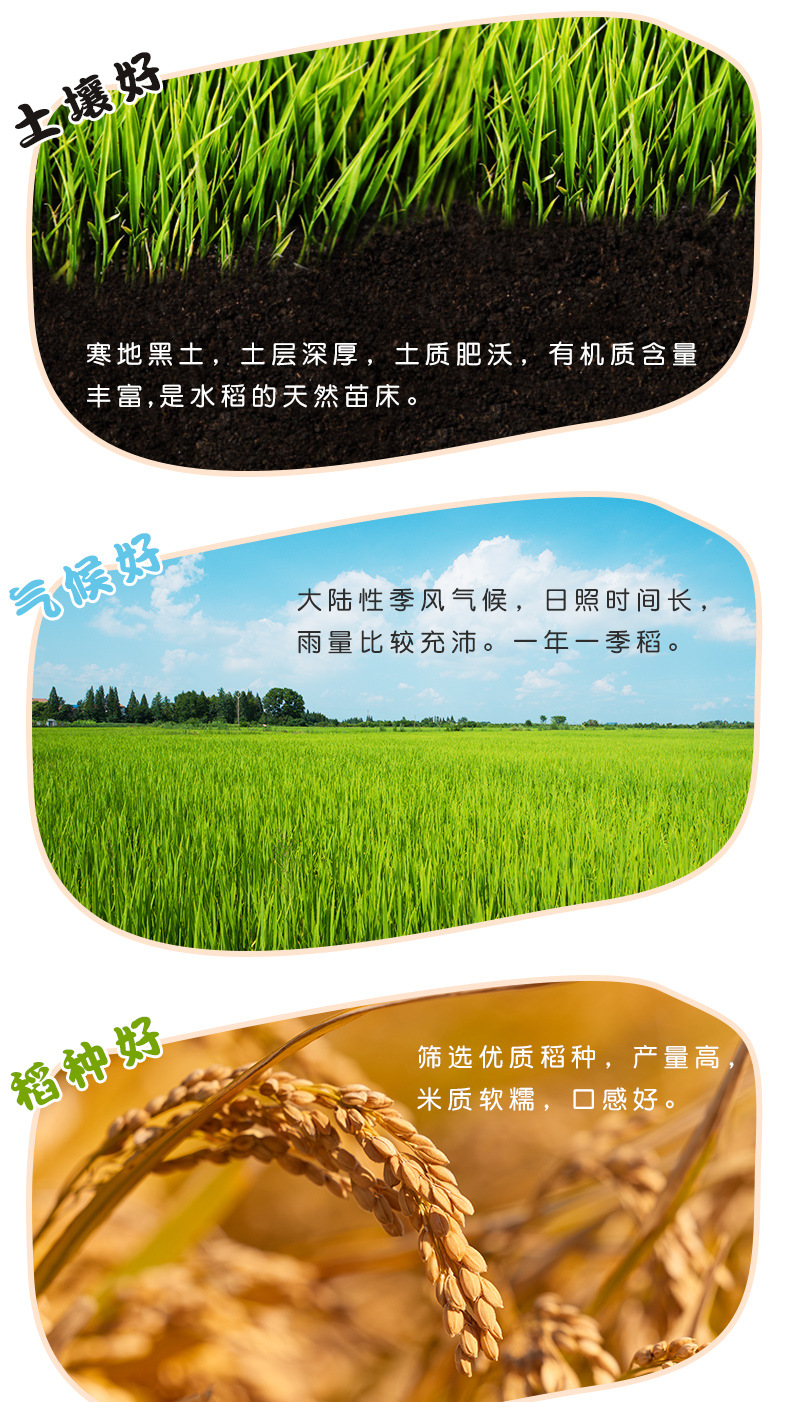 东北小町珍珠米 10斤 寒地稻香